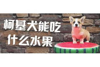 柯基犬能吃什么水果