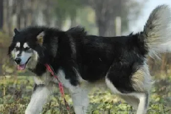 怎样选购健康的阿拉斯加雪橇犬