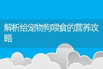 解析给宠物狗喂食的营养攻略