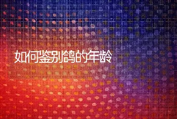 鹅螺旋体病防治措施