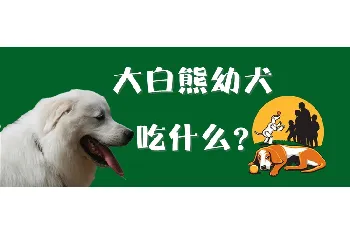 大白熊幼犬吃什么