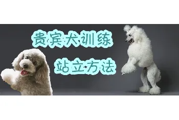 贵宾犬训练站立方法