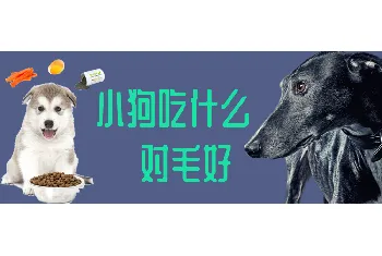 小狗吃什么对毛好