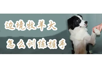 边境牧羊犬如何训练握手