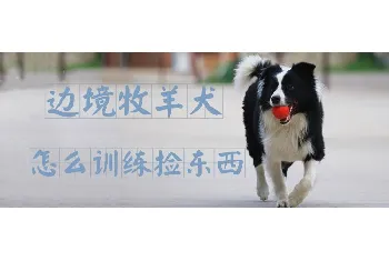 边境牧羊犬怎么训练捡东西