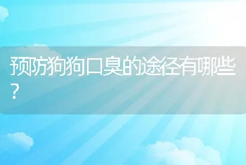 预防狗狗口臭的途径有哪些？