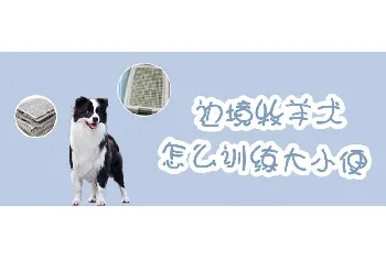 边境牧羊犬怎么训练大小便