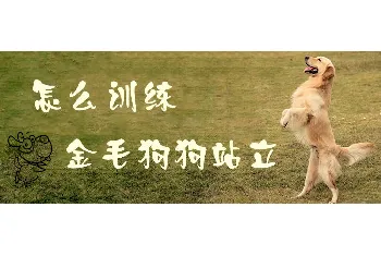 金毛犬怎么训练站立