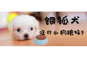 银狐犬吃什么狗粮好