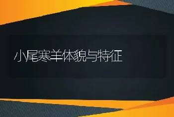 小尾寒羊体貌与特征