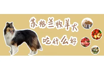 苏格兰牧羊犬吃什么好