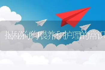 揭秘狗狗喂养和护理的常识