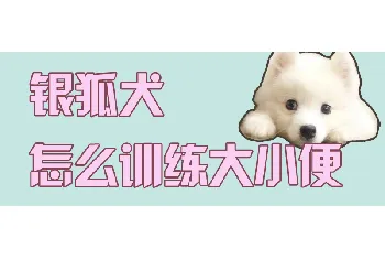 银狐犬怎么训练大小便