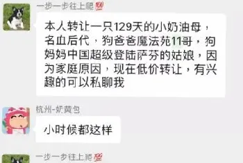 警惕那些狗贩的骗人损招, 你还敢在狗贩处选购宠物犬吗?