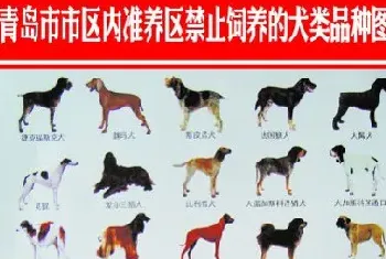 青岛35种禁养犬种名单 体长超过100厘米的大型犬在列