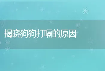 揭晓狗狗打嗝的原因