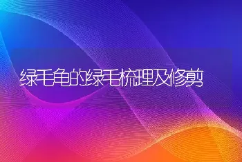 绿毛龟的绿毛梳理及修剪