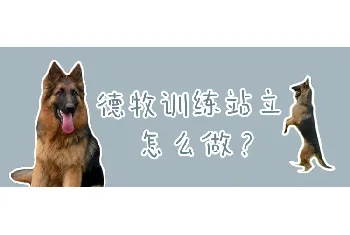 德牧训练站立怎么做