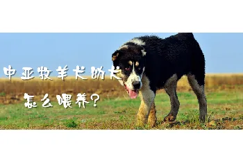 中亚牧羊犬幼犬怎么喂养