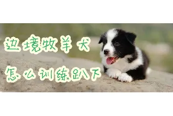 边境牧羊犬怎么训练趴下