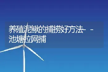 养殖泥鳅的捕捞好方法--池塘拉网捕