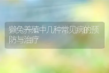 獭兔养殖中几种常见病的预防与治疗