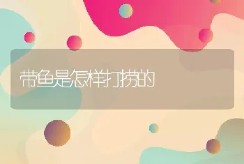 带鱼是怎样打捞的