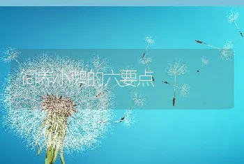 饲养小鹅的六要点