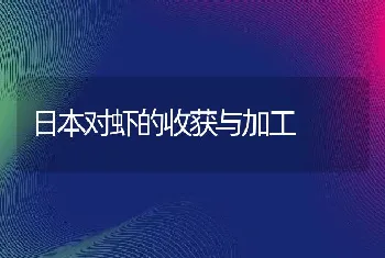 日本对虾的收获与加工