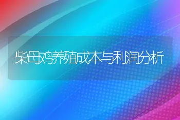 柴母鸡养殖成本与利润分析