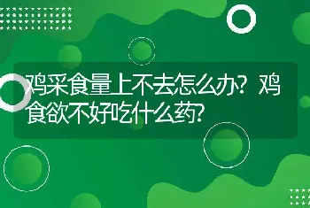 鸡采食量上不去怎么办?鸡食欲不好吃什么药?