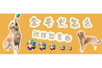 金毛犬怎么训练捡东西