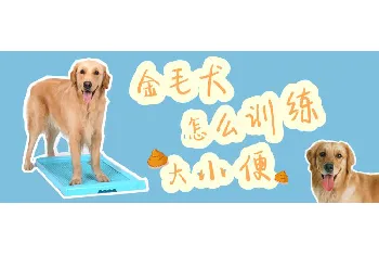 金毛犬怎么训练大小便