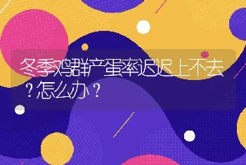 冬季鸡群产蛋率迟迟上不去？怎么办？