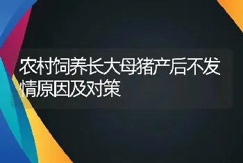 农村饲养长大母猪产后不发情原因及对策