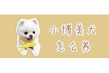 小博美犬怎么养