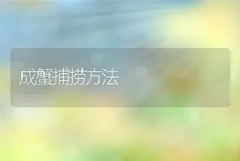 成蟹捕捞方法