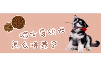 哈士奇幼犬怎么喂养