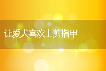 让爱犬喜欢上剪指甲