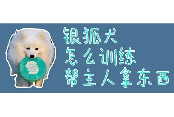 银狐犬怎么训练帮主人拿东西