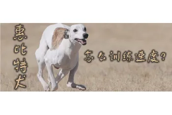 惠比特犬怎么训练速度