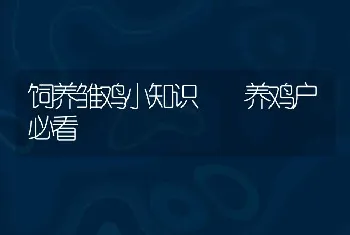 饲养雏鸡小知识  养鸡户必看