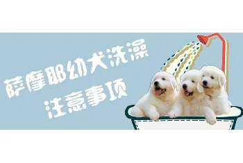 萨摩耶幼犬洗澡方法