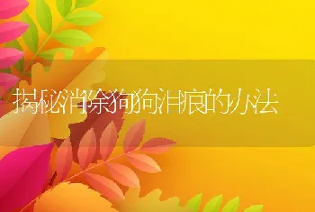 揭秘消除狗狗泪痕的办法