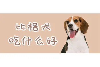 比格犬吃什么好