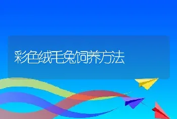 彩色绒毛兔饲养方法