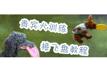 贵宾犬训练接飞盘教程