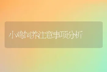 小鸡饲养注意事项分析