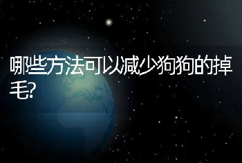 哪些方法可以减少狗狗的掉毛?