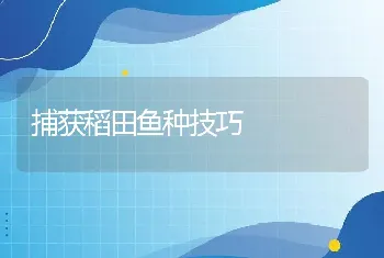 捕获稻田鱼种技巧